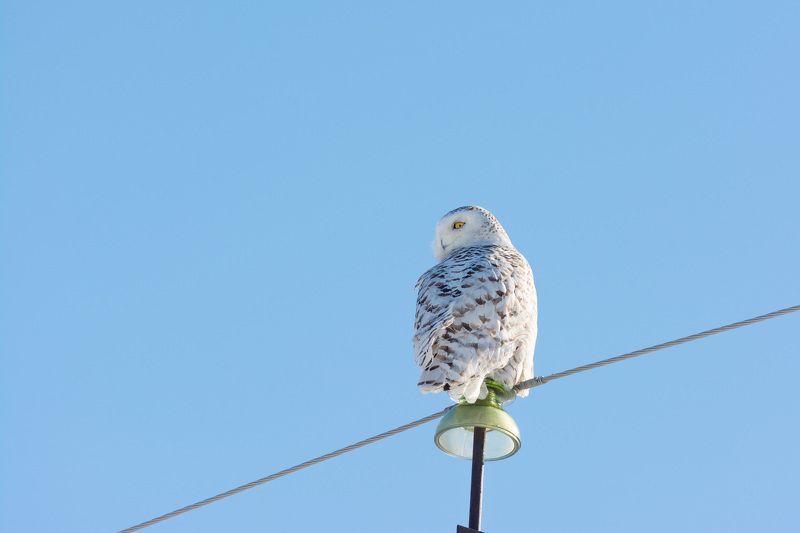 сова, белая сова, полярная сова Полярная сова фото превью