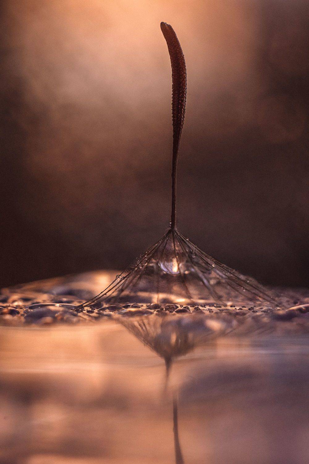 Одуванчик, вода, отражение,  капли, закат, Анжелика