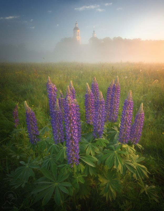 филипповское, люпины Моменты лета фото превью