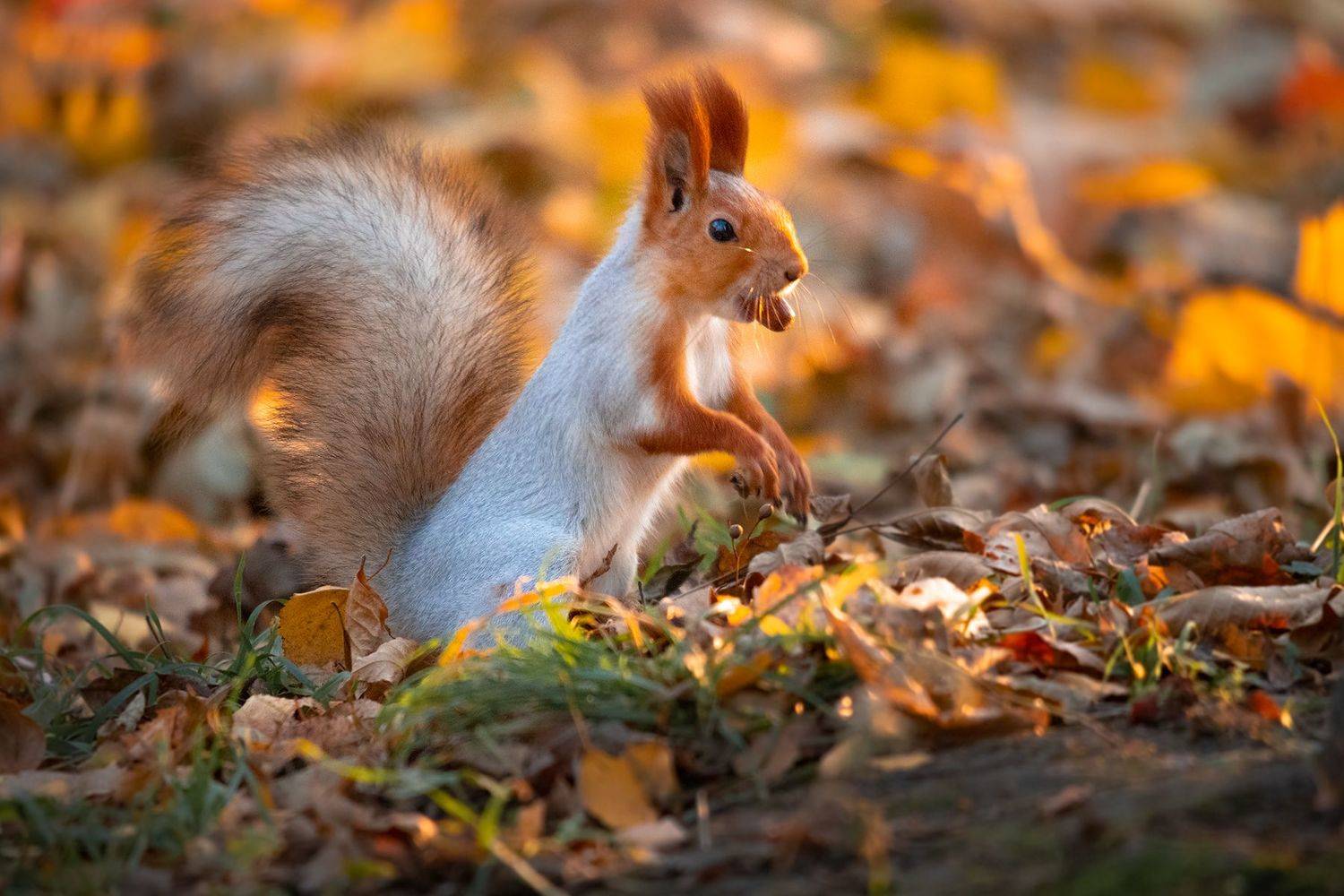 белочка, золотая осень, Чудинин Дмитрий