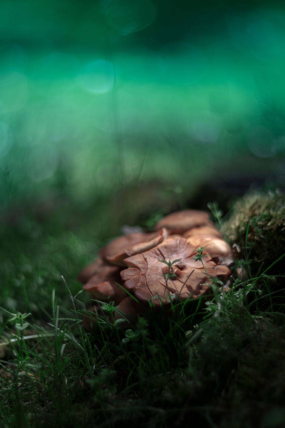 green,mushroom,wild,nature,light,bokeh,zenit,helios,, Борислав Алексиев