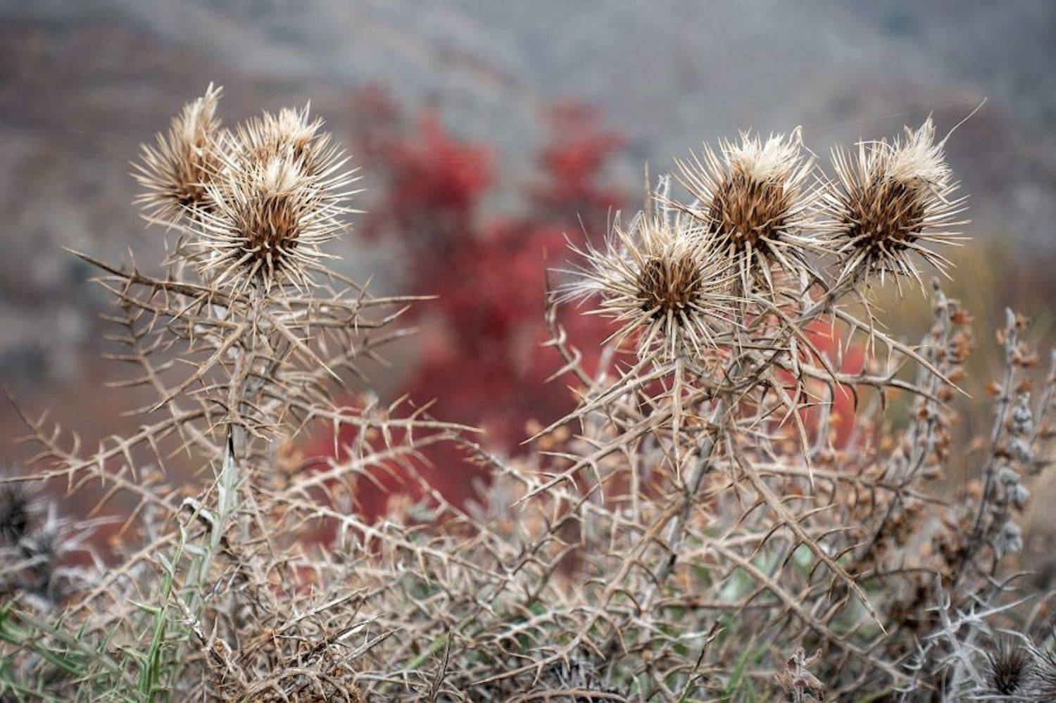 , Андрей Гусаченко