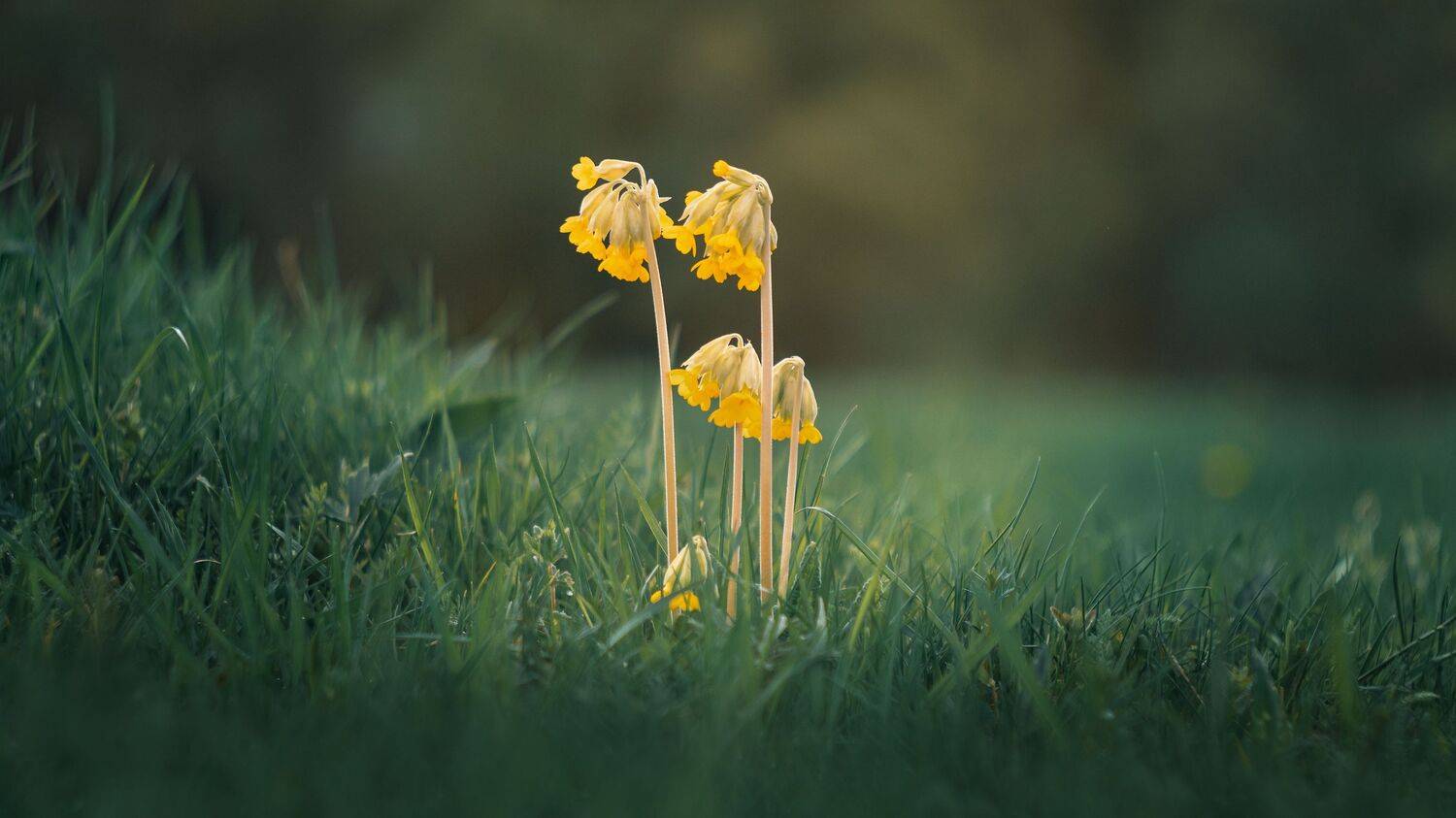 , Мозжухин Максим