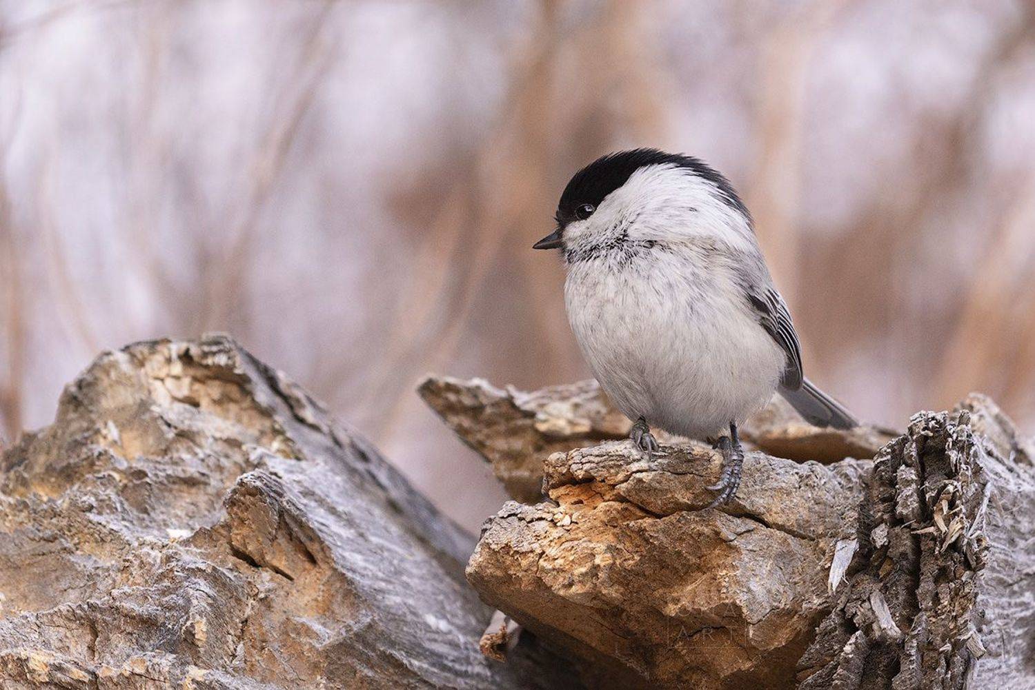 птицы россии, птицы сибири, гаечка, Марина Огнева