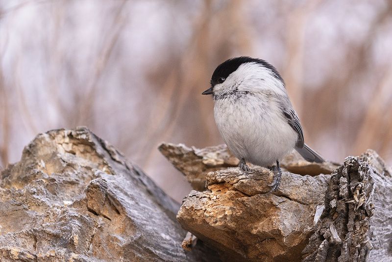 птицы россии, птицы сибири, гаечка Гаечка I фото превью