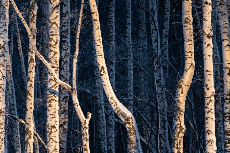 forest Deep and curve фото превью