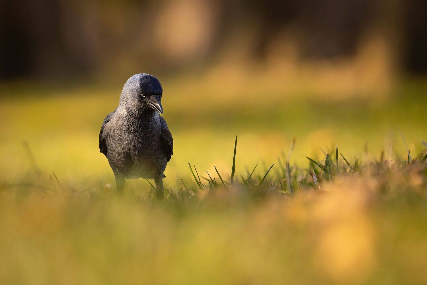 , Robert Adamec