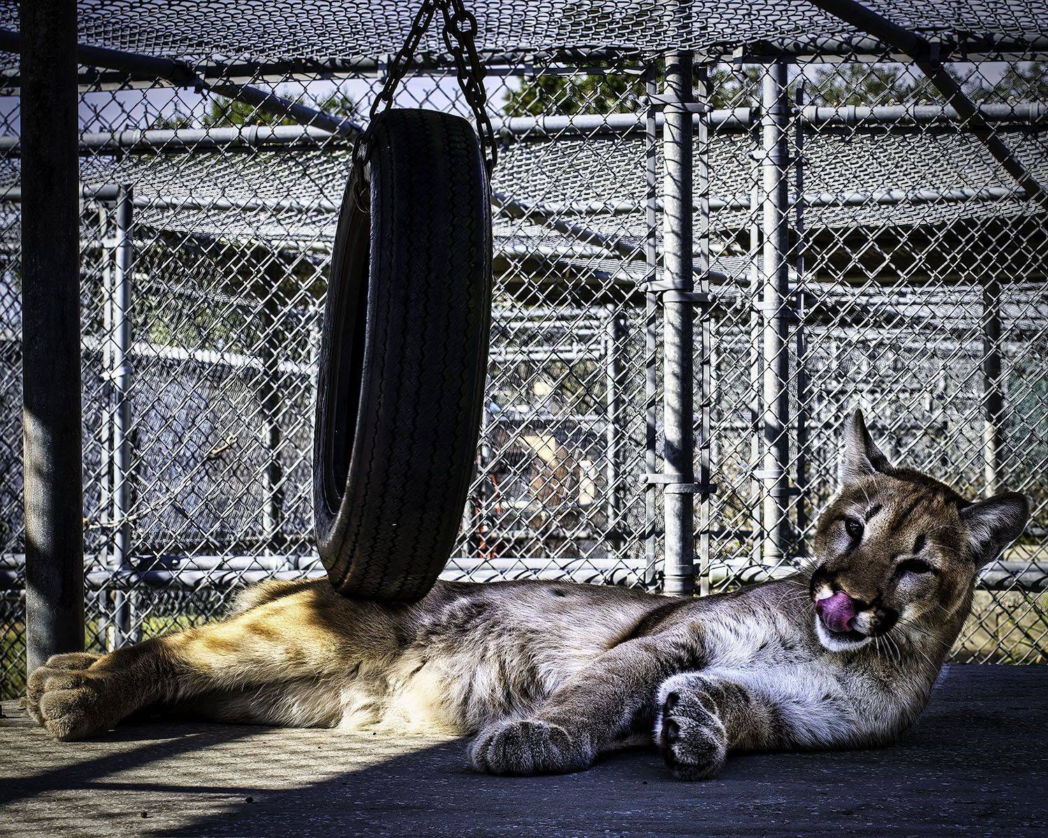 Panther , Raymond Asiala