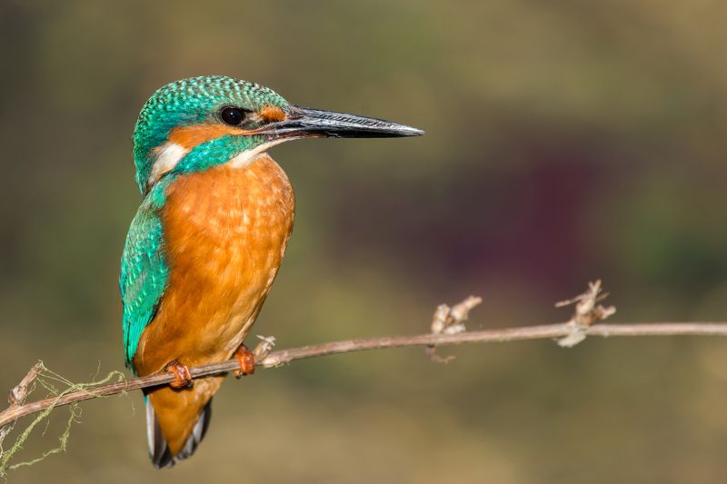 Alcedo atthis фото превью