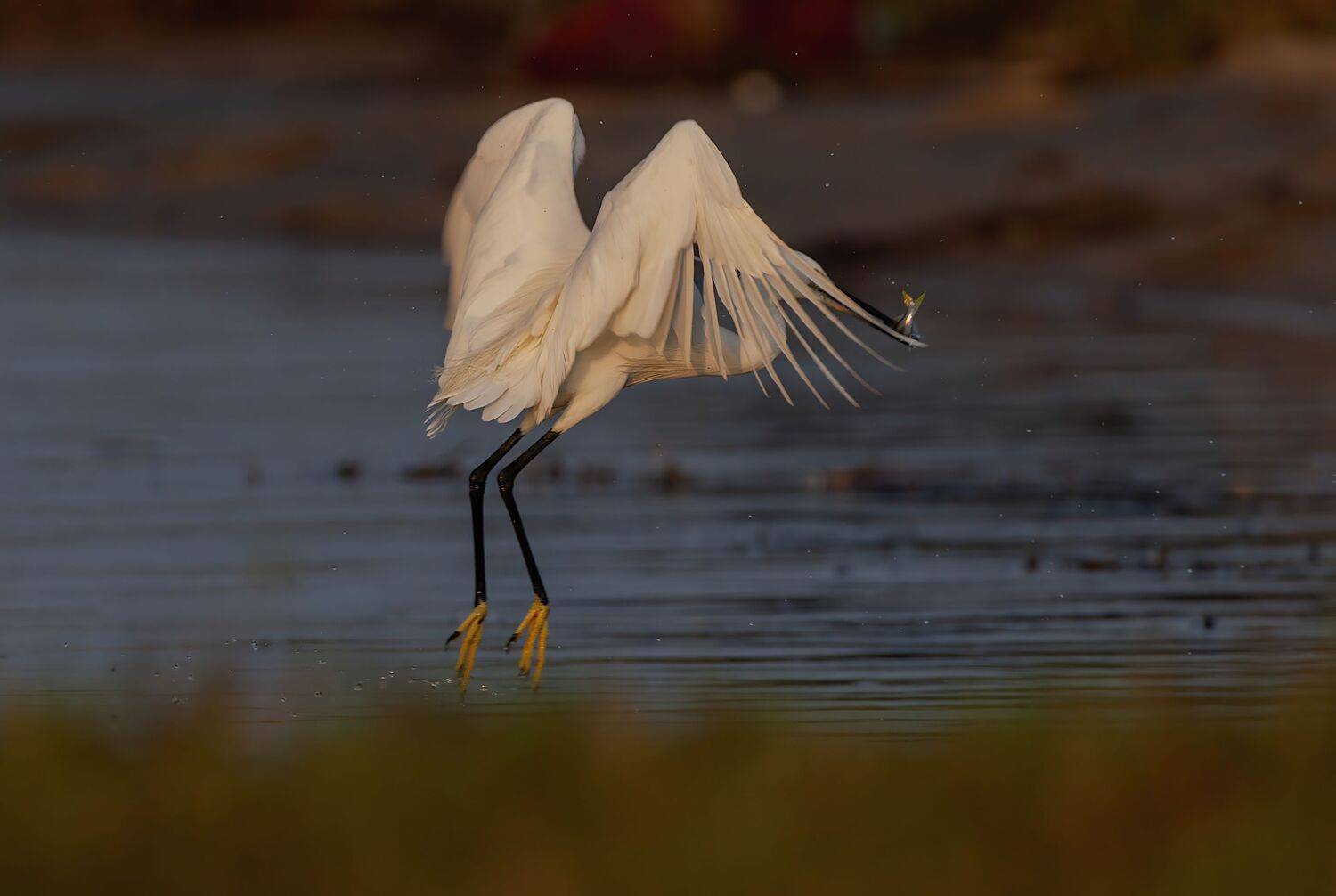egret, bird, birds, wild, wings, beauty, nature, swan, feather, spread, little flying,animal,water,nikon,hunt,portrait,feather, G N RAJA