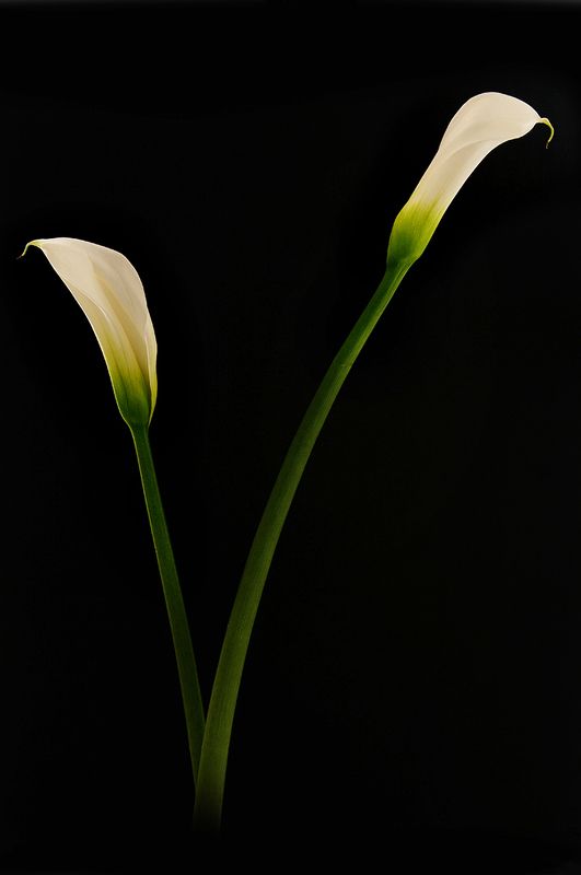 black, color, colors, concept, conceptual, flower, flowers, green, nature, photo, photography, white, zantedeschia, V фото превью