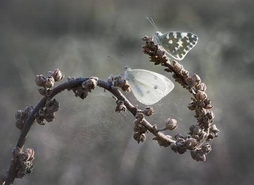 Curves nets and wings