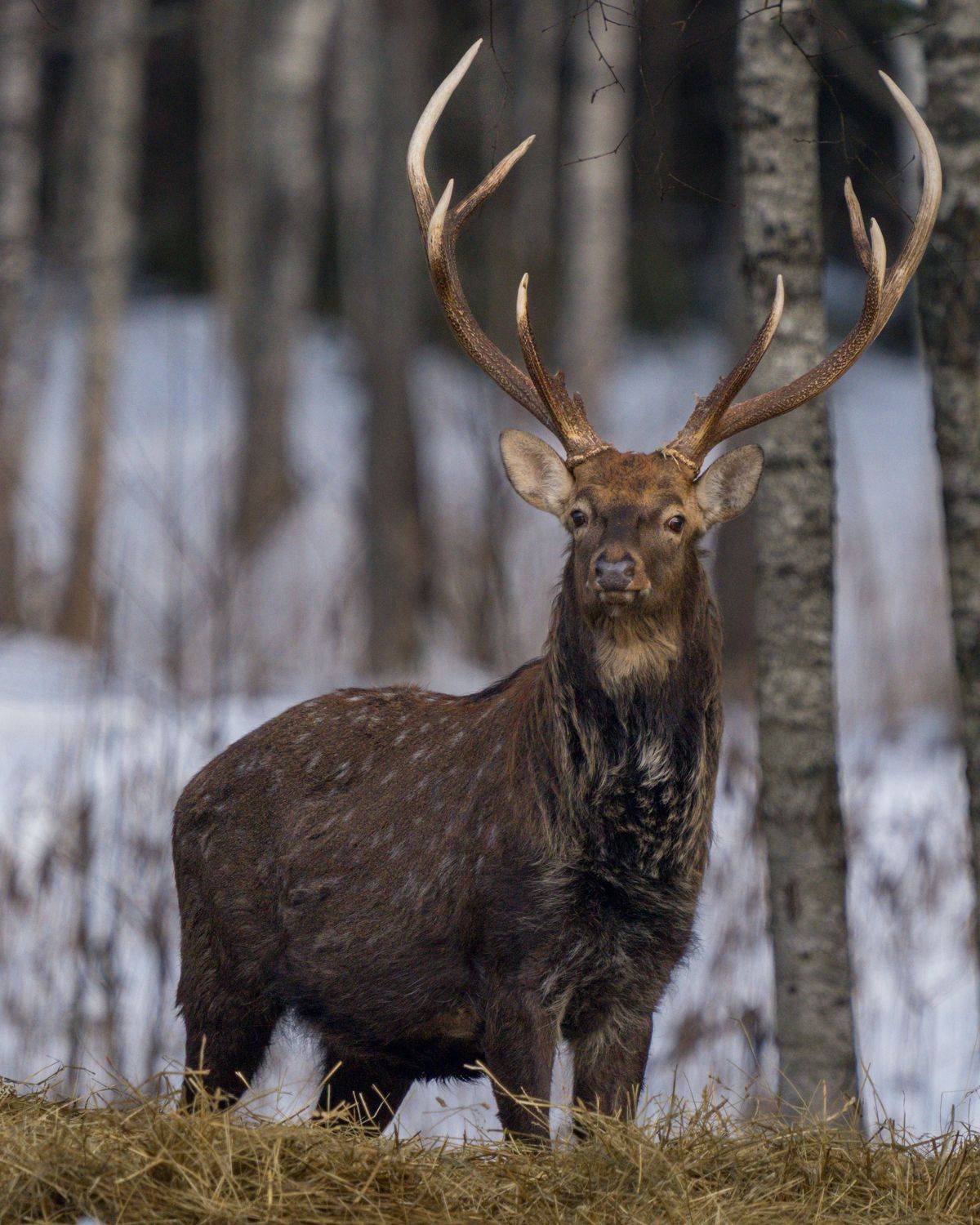 , Кабанов Дмитрий