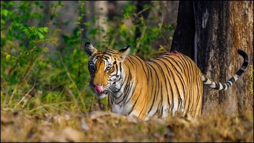 Backwater female