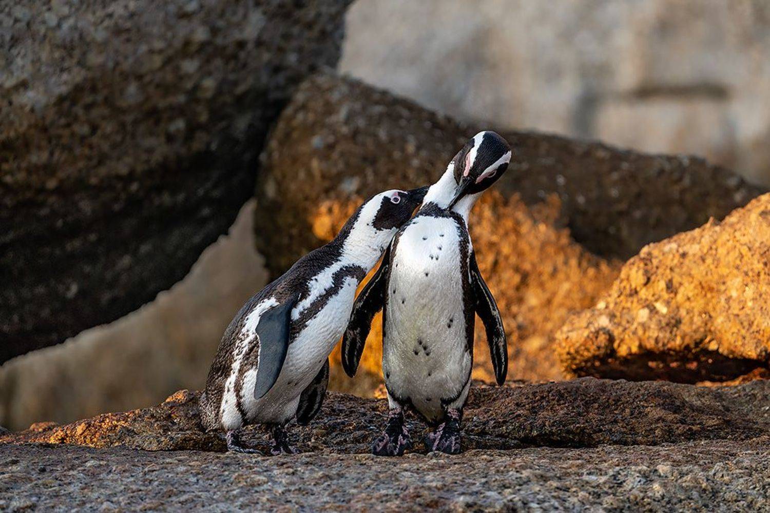 , Сергей Савви