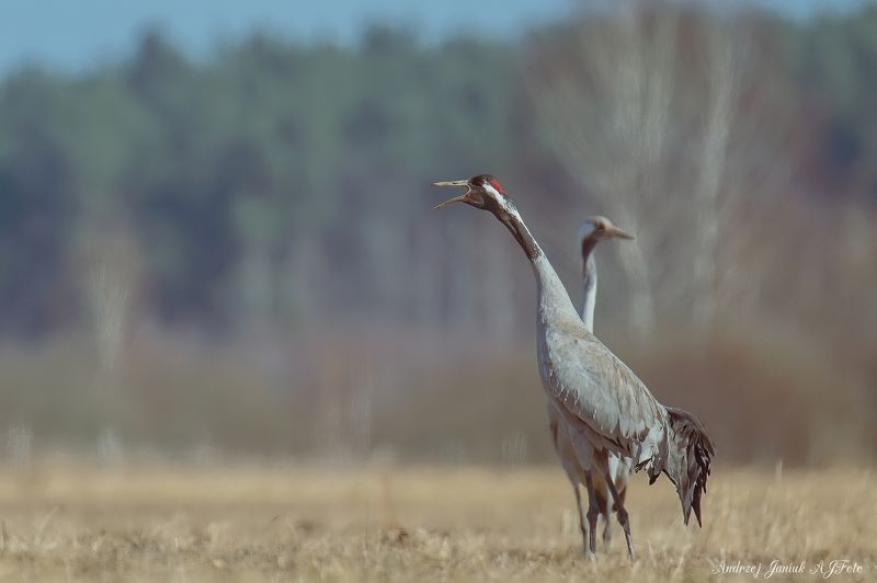 GRUS GRUS фото превью