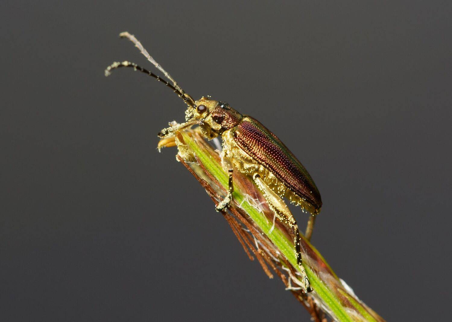 радужница водная, donacia aquatica, радужницы, donaciinae, листоеды, chrysomelidae, жук, Павел Черенков