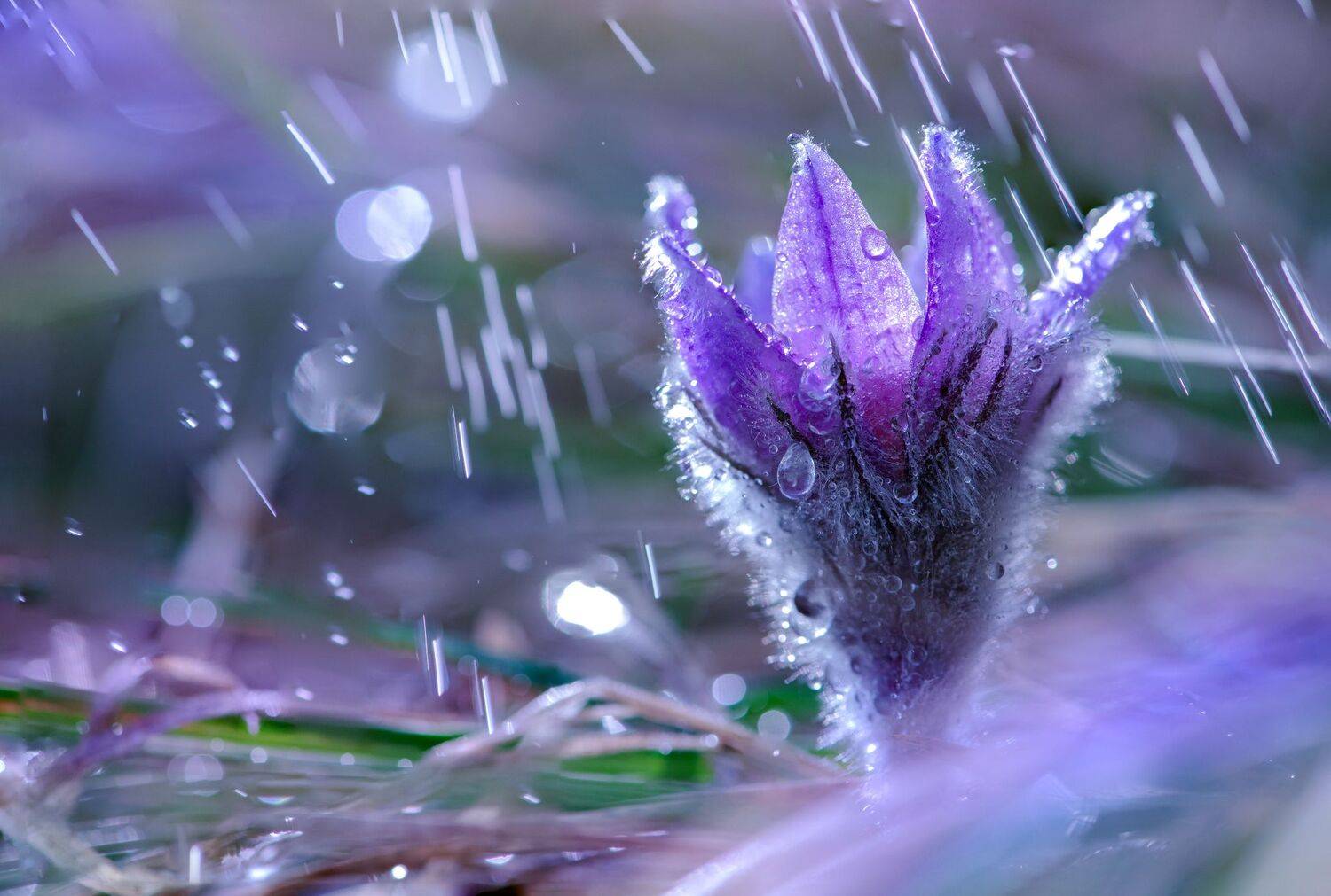 , Mariyana Atanasova - Lucero