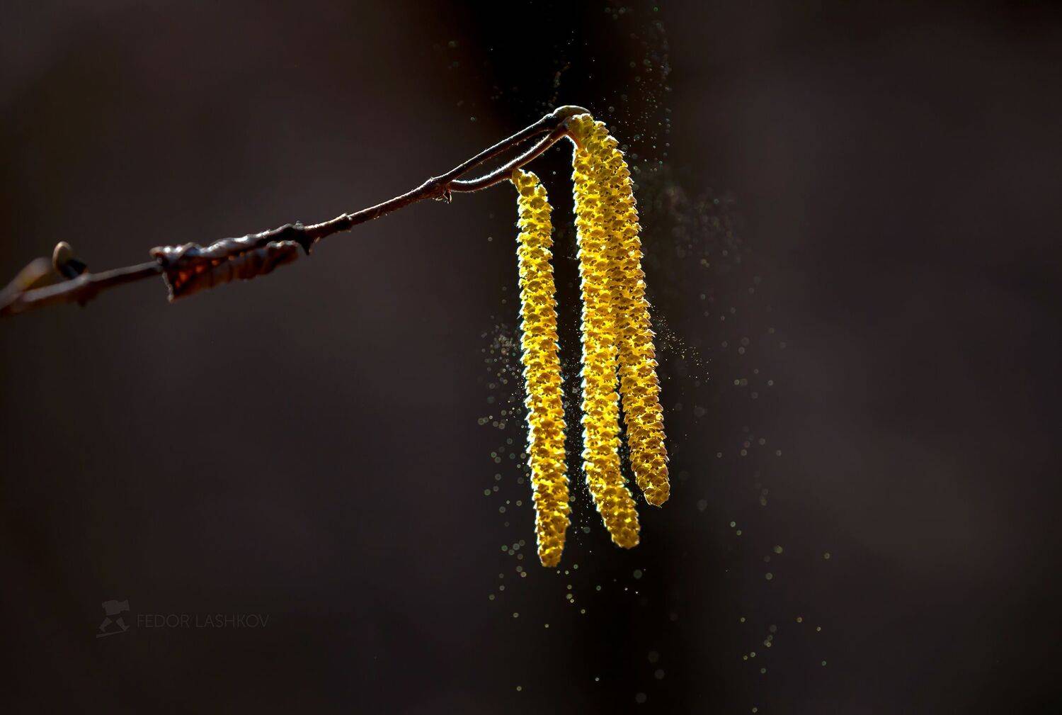 ставропольский край, ставрополье, природа, флора, макро, свет, золотой, лесное, весенний, весна, март, ольха, цветение дерева, серёжки, пыльца,, Лашков Фёдор