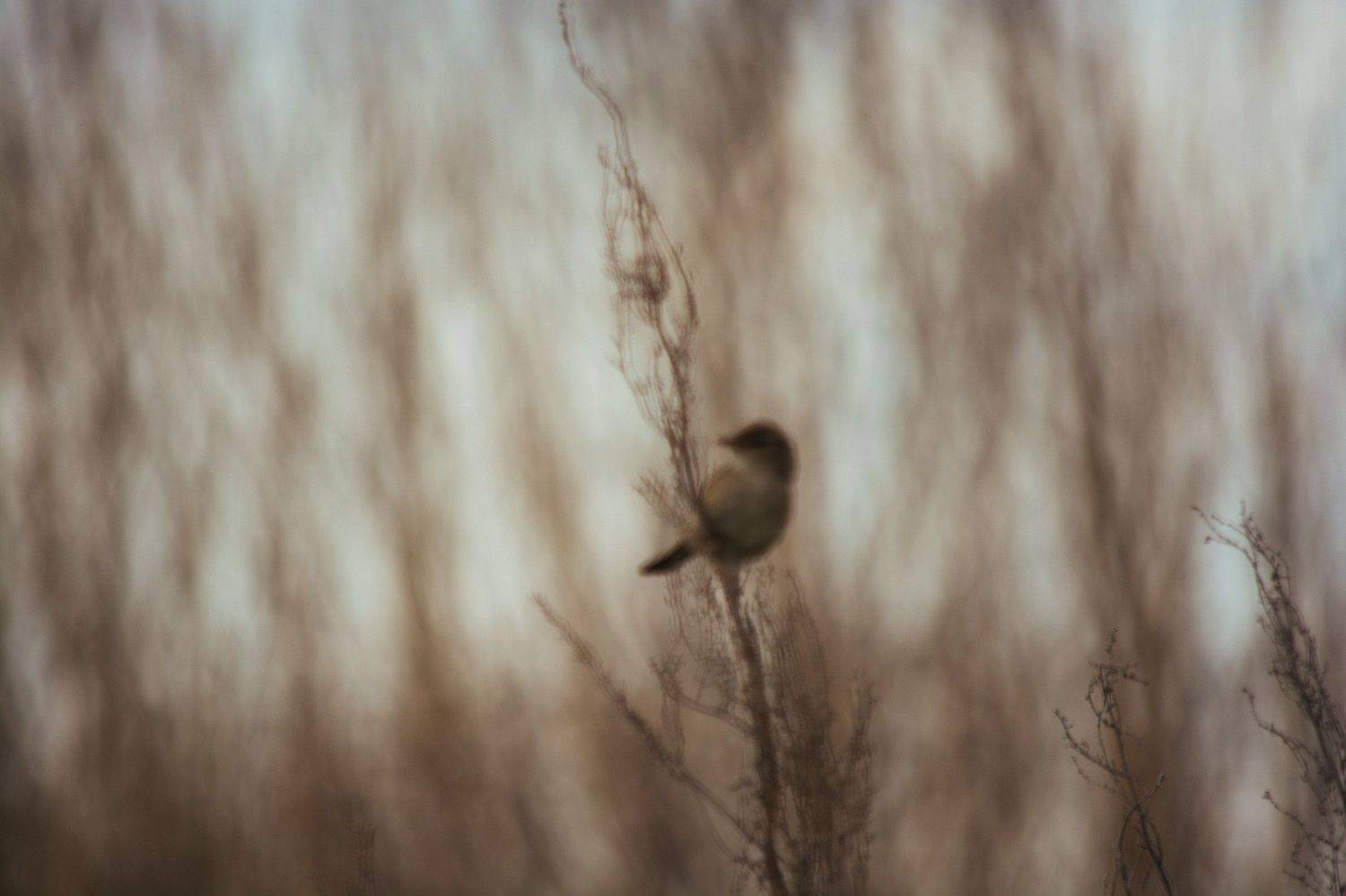 , Ольга Таланцева