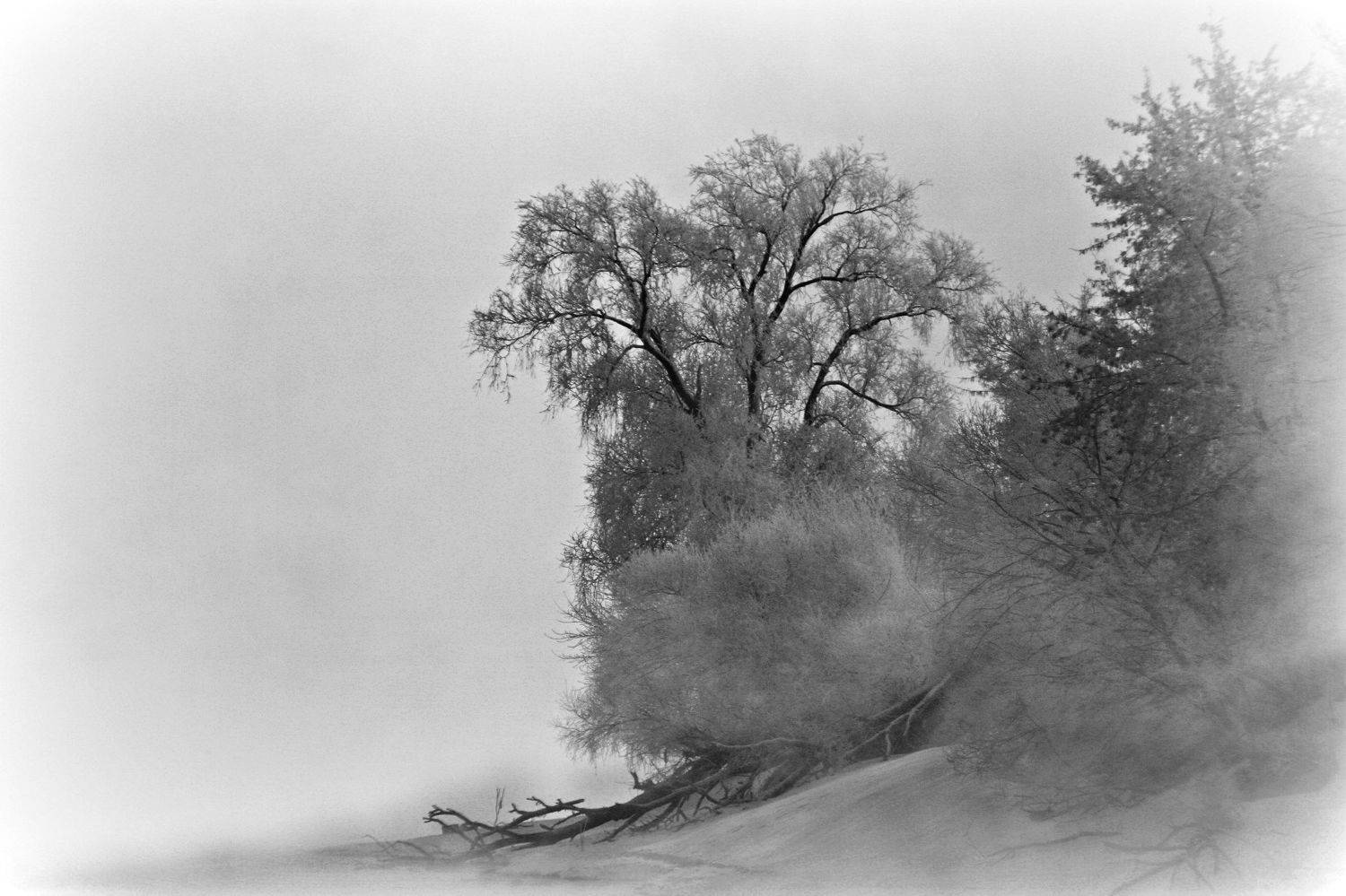 , Ольга Заболотская