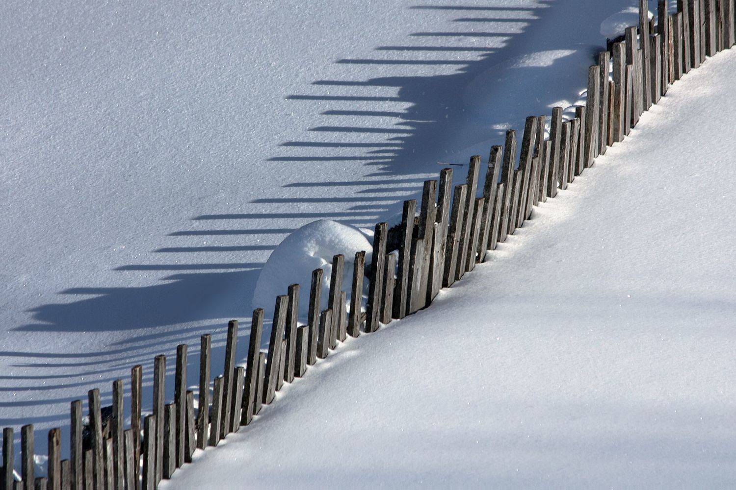 , Ольга Заболотская