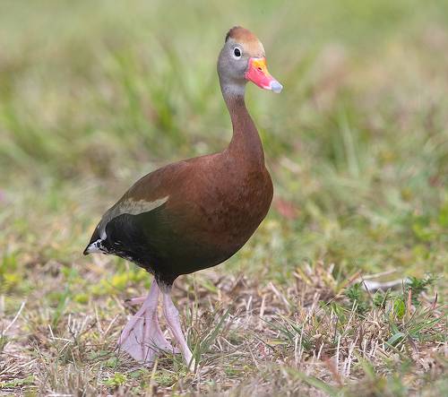 Black-Bellied Whistling Duck -Чернобрюхая свистящая утка