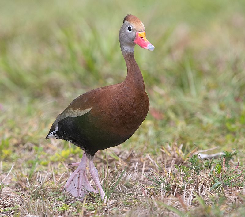 утка, duck, флорида, florida, black-bellied whistling duck Black-Bellied Whistling Duck -Чернобрюхая свистящая утка фото превью