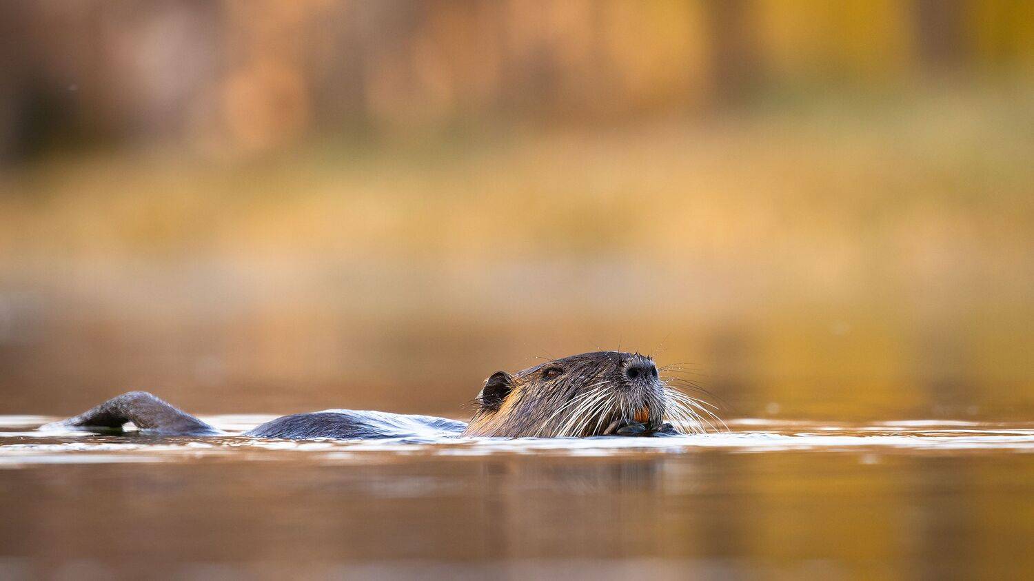 , Robert Adamec