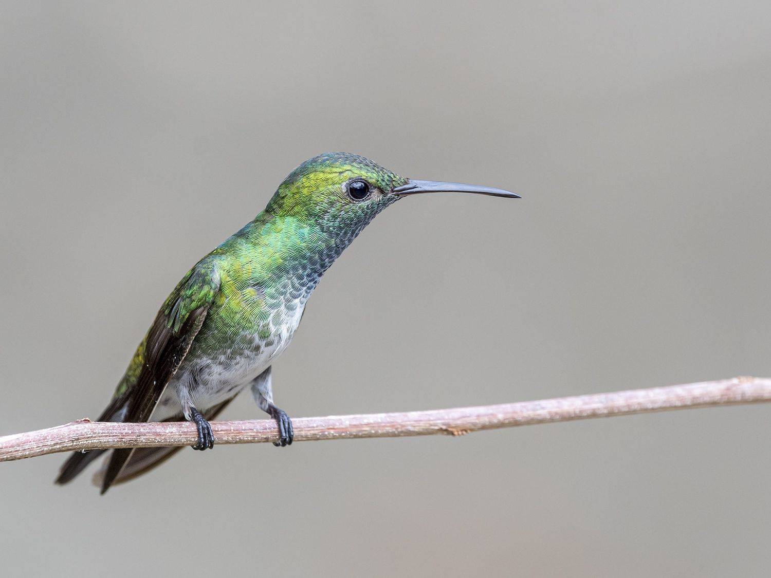 , Fernando Burgalin Sequeira