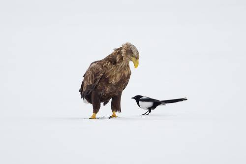 Слон и Моська