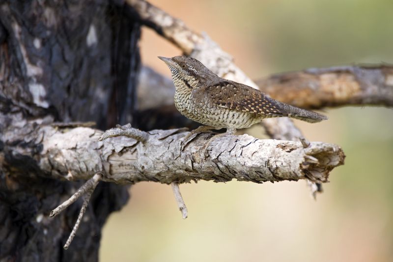 Jynx torquilla фото превью