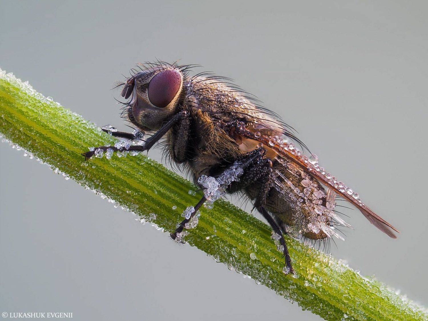 , Евгений Лукашук