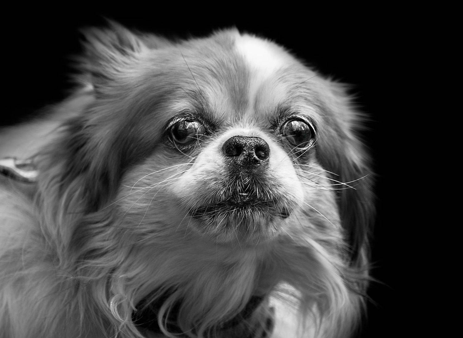 чб фото, уличная фотография, собаки, Vera Trandina