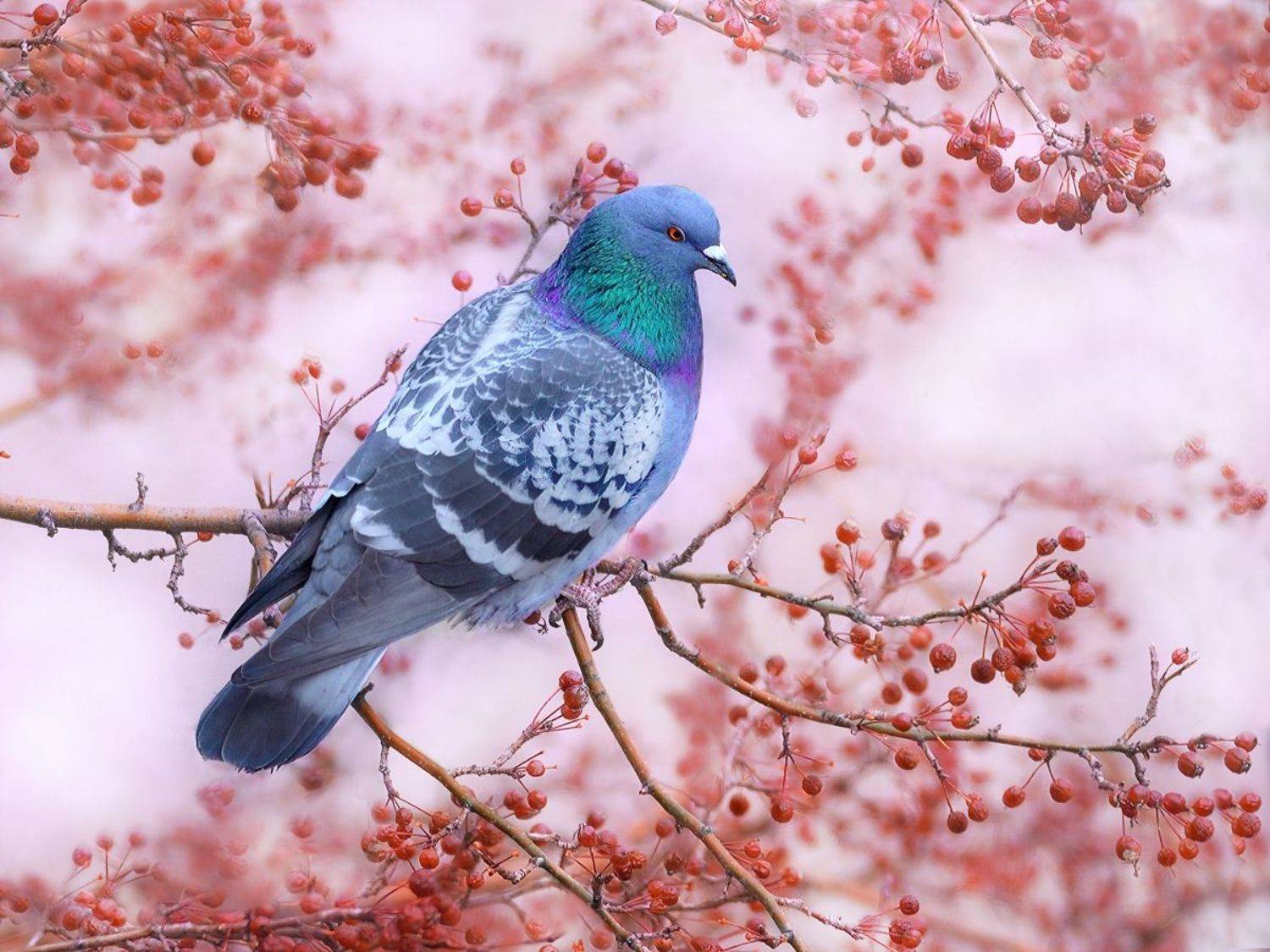 природа, фотоохота,  птицы, животные, голубь, vladilenoff