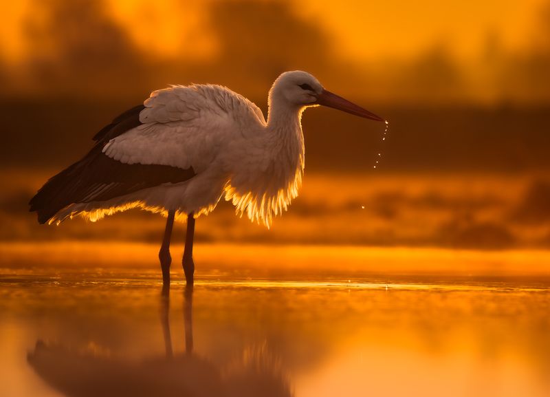 bird, birds, shadows, sunrise, golden hour, wildlife, stork, water, silhoeutte Sunbath фото превью