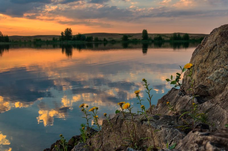 девясил мечелистный, ириклинское водохранилище, река сундук, вечер, закат *** фото превью