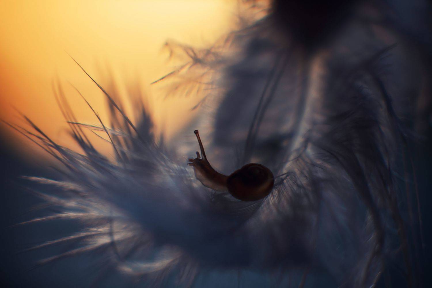 , Анастасия Думинская