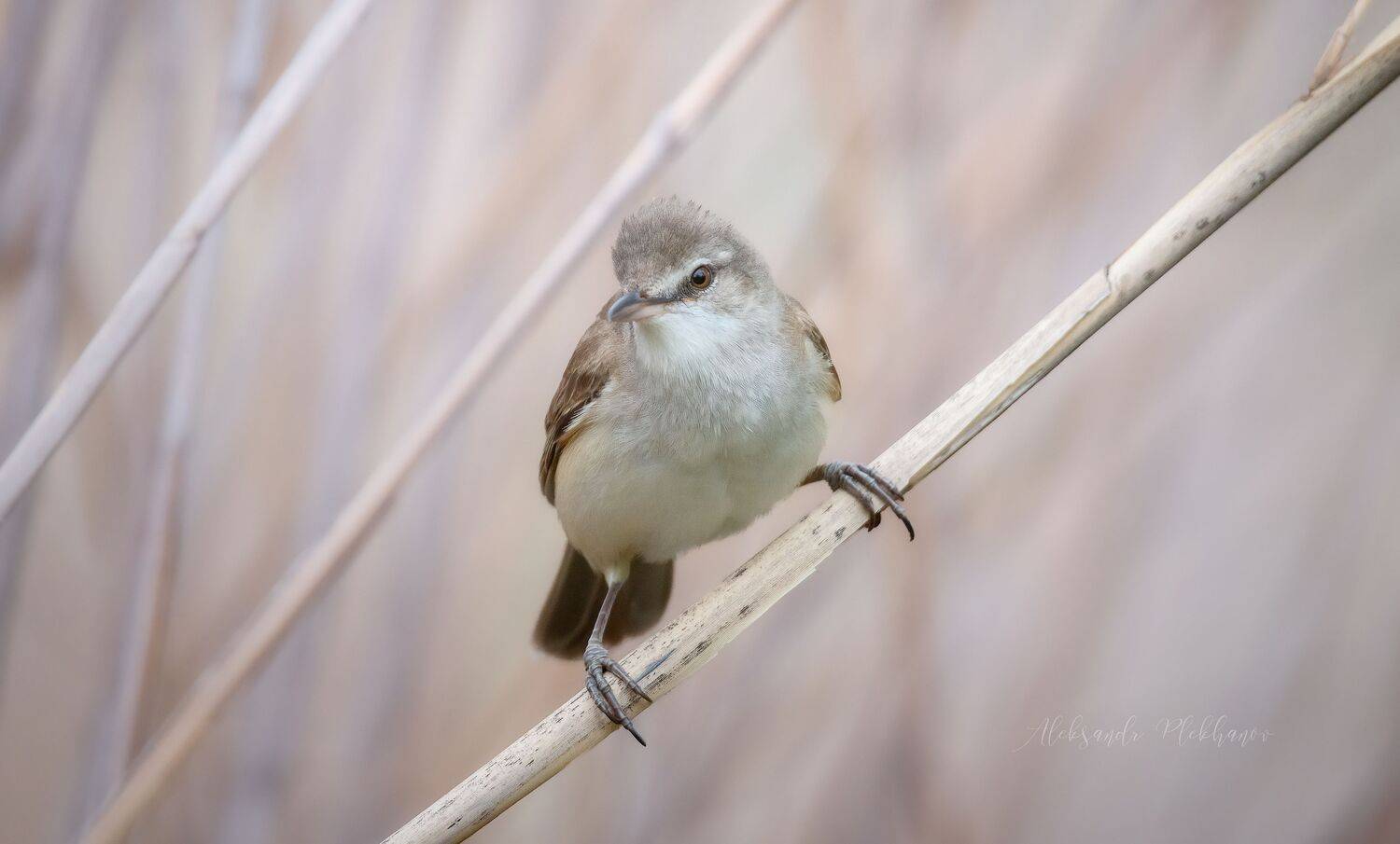 , Plekhanov Alexander