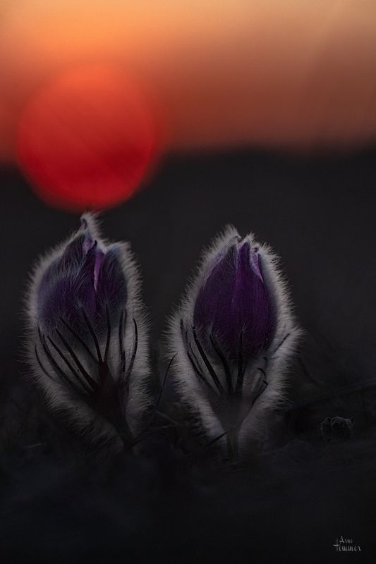 Sunset фото превью