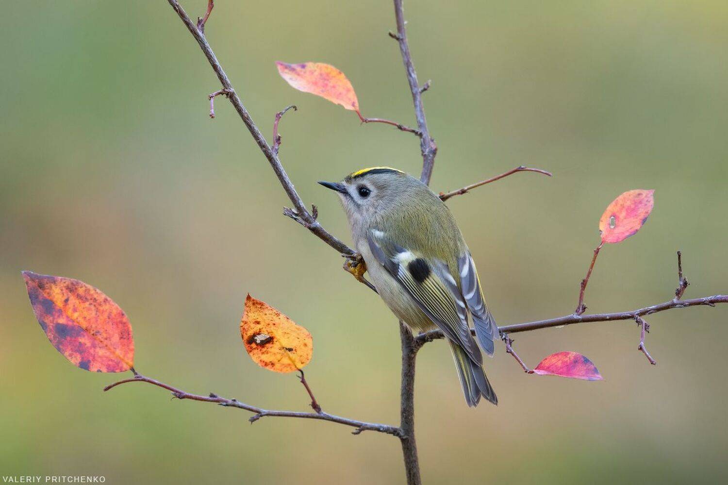 природа, птицы, королёк, birds, nature, goldcrest, Валерий Притченко
