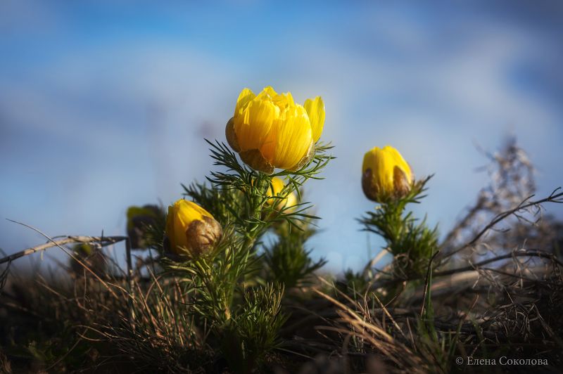 адонис, цветы, первоцвет, май, весна, майские цветы, желтый цветок, весенний цветок Первоцвет фото превью