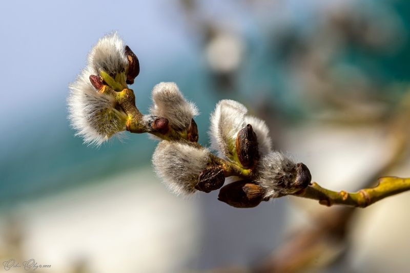 *** фото превью