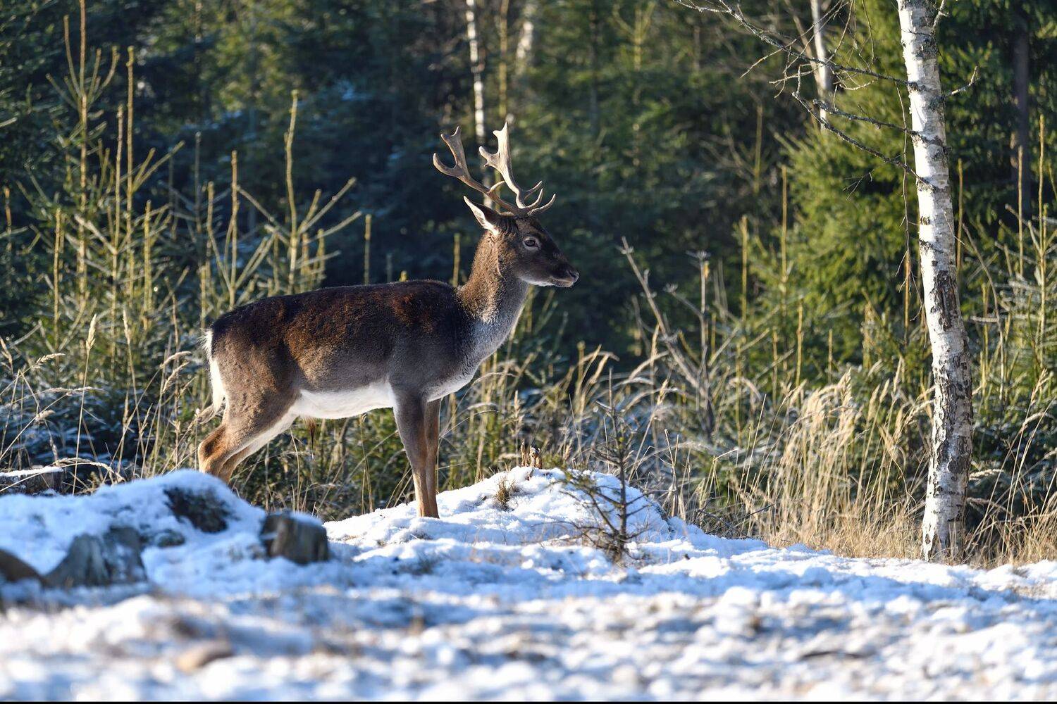 лес,животные,олень, Виталий Полуэктов