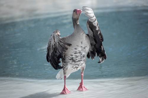 - наше почтение))