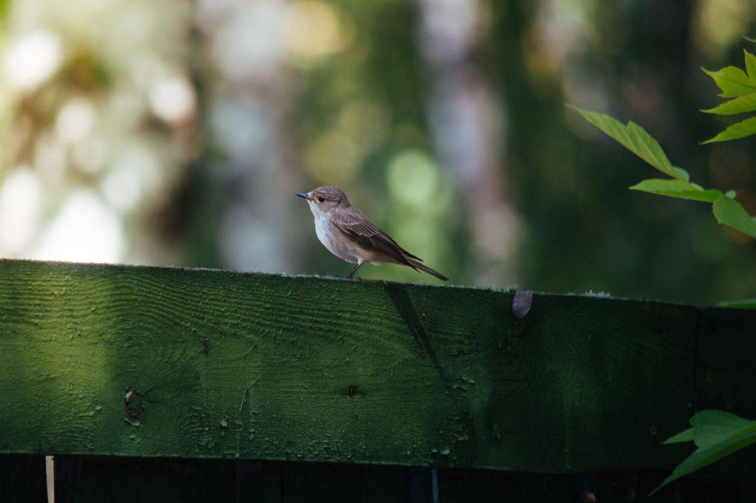 , Ольга Таланцева