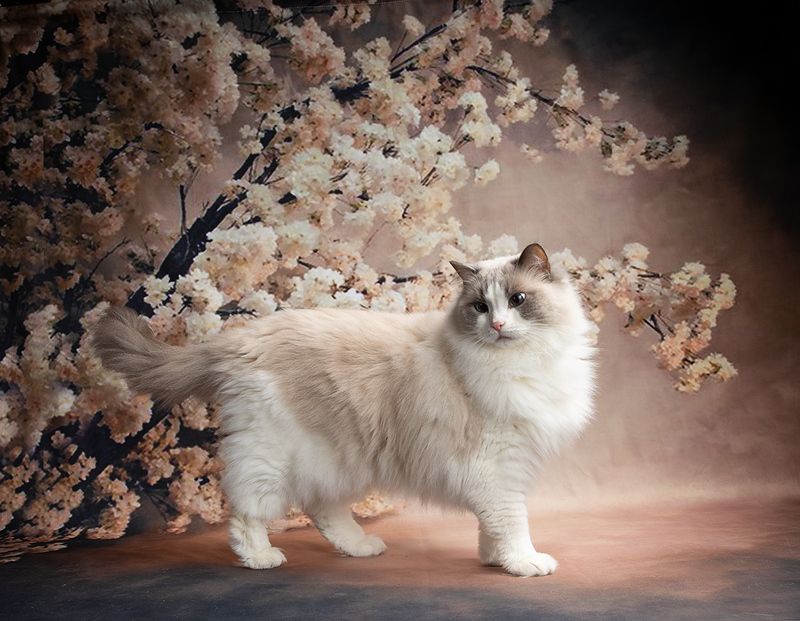 кот, домашние любицы, сat, кошка,ragdoll cat, ragdoll,  рэгдолл, ragdoll, американский короткошерстный кот, american shorthair cat, рыжик, ginger, Cats. Котики - Весна фото превью