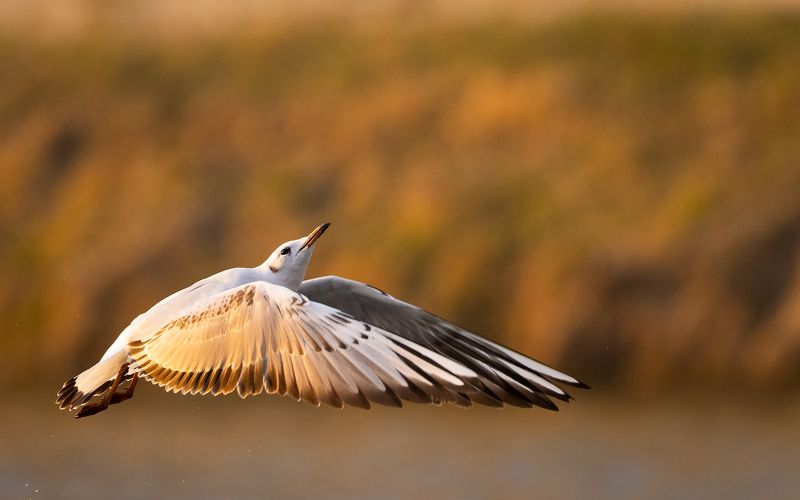 Gull фото превью