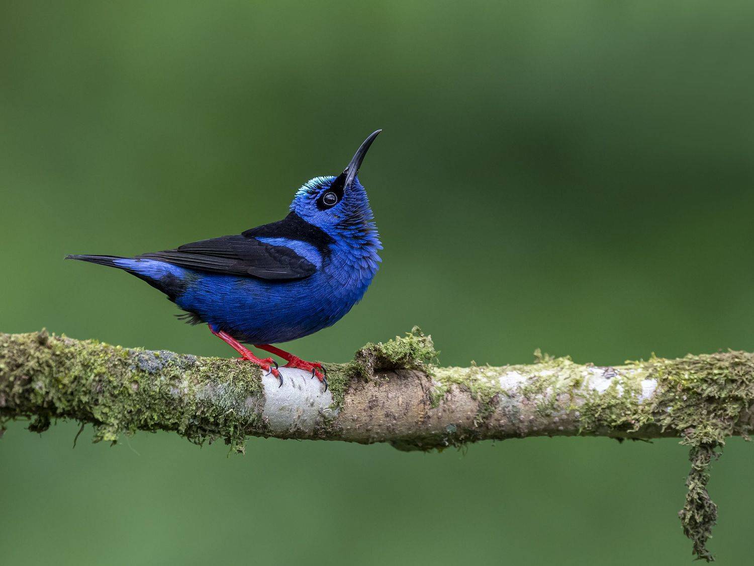 , Fernando Burgalin Sequeira