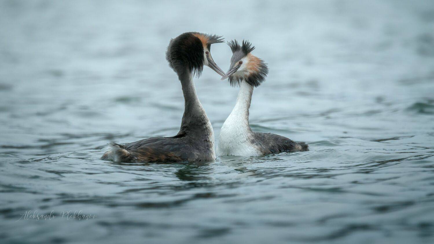 wildlife, Plekhanov Alexander